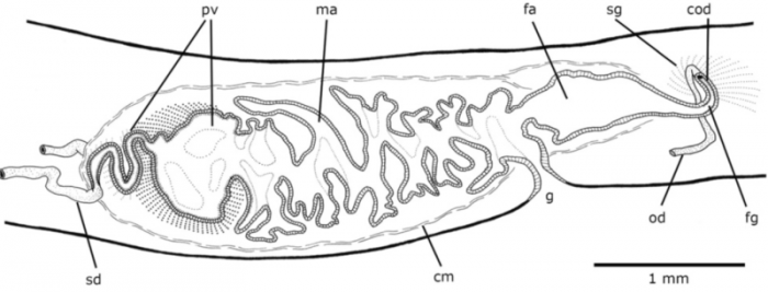 Notogynaphallia nawei Notogynaphallia nawei