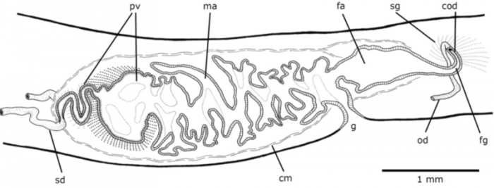 Notogynaphallia nawei