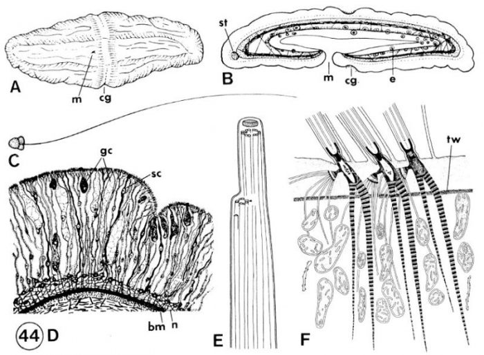 Xenoturbella bocki Xenoturbella bocki