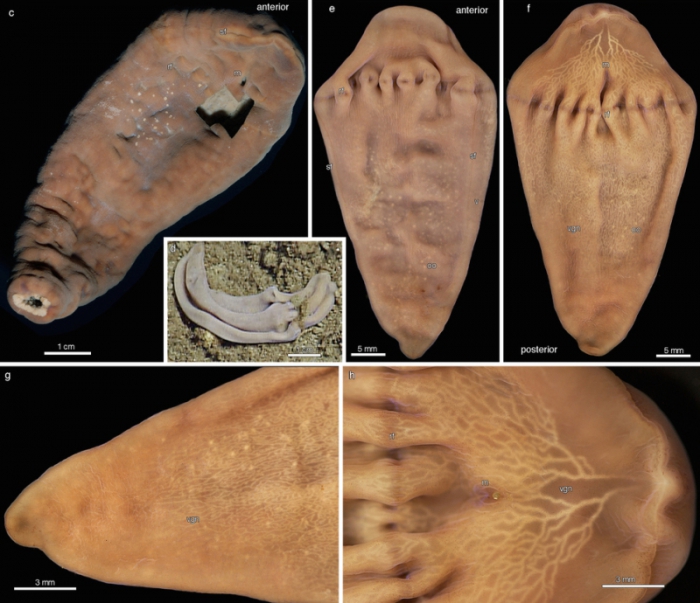 Xenoturbella monstrosa Xenoturbella monstrosa