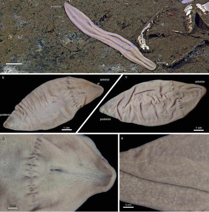 Xenoturbella profunda Xenoturbella profunda