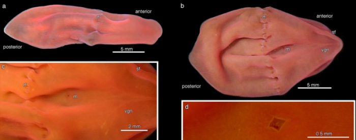 Xenoturbella hollandorum Xenoturbella hollandorum