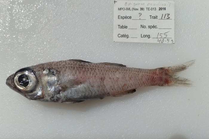 Epigonus pandionis - bigeye Epigonus pandionis - bigeye