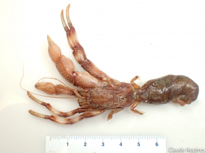 Pagurus pubescens - pubescent hermit crab Pagurus pubescens - pubescent hermit crab