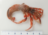 Pagurus acadianus - Acadian hermit crab, author: Nozères, Claude