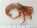 Pagurus acadianus - Acadian hermit crab