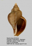 Neptunea arthritica