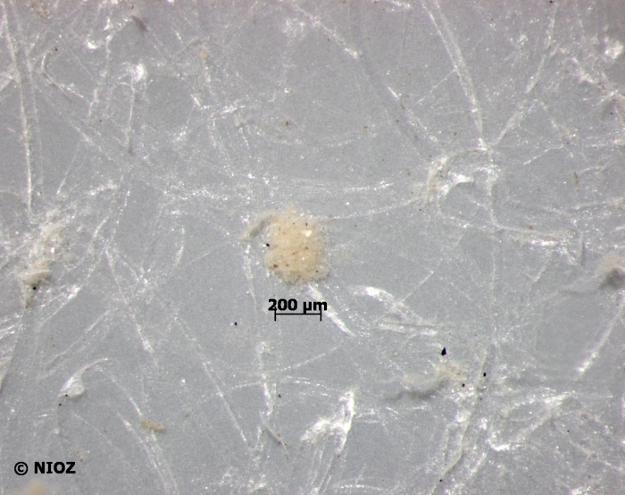 cf. Porifera Grant, 1836 cf. Porifera Grant, 1836