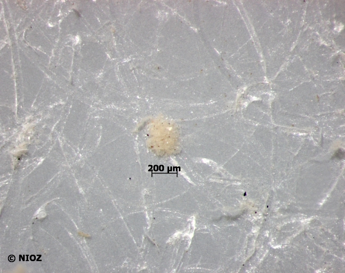 cf. Porifera Grant, 1836