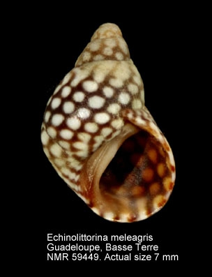 Echinolittorina meleagris
