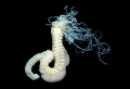 Polychaeta (bristle worms)