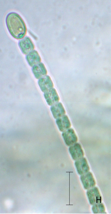 Cylindrospermum stagnale Cylindrospermum stagnale