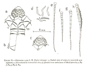 Hybometra senta A.H. Clark, 1913, holotype BMNH 93.4.7.6