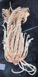 Isometra hordea John, 1938