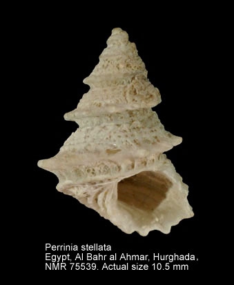 Perrinia stellata