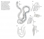 Cornurella fonsecae