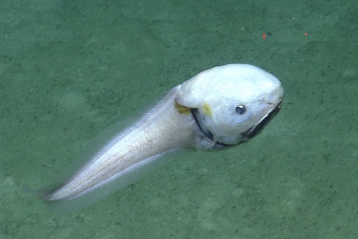 Acanthonus armatus Acanthonus armatus