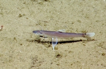 Bathypterois bigelowi, 642-882 m Conrad Seamount, Caribbean.

Photograph courtesy of Ocean Exploration Trust. Identification from photograph by A. Quattrini et al. For more information see: Quattrini AM, Demopoulos AWJ, Singer R, Roa-Veron A, Chaytor JD (2017). Demersal fish assemblages on seamounts and other rugged features in the northeastern Caribbean. Deep Sea Research Part I: Oceanographic Research Papers 123: 90-104.