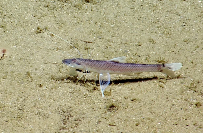 Bathypterois bigelowi Bathypterois bigelowi