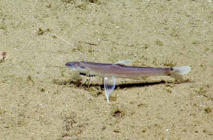 Bathypterois bigelowi