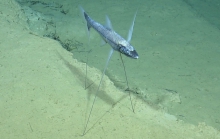 Bathypterois grallator, 1996-2022 m Mona Slide, Caribbean.

Photograph courtesy of Ocean Exploration Trust. Identification from photograph by A. Quattrini et al. For more information see: Quattrini AM, Demopoulos AWJ, Singer R, Roa-Veron A, Chaytor JD (2017). Demersal fish assemblages on seamounts and other rugged features in the northeastern Caribbean. Deep Sea Research Part I: Oceanographic Research Papers 123: 90-104.
