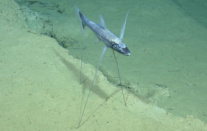 Bathypterois grallator Bathypterois grallator