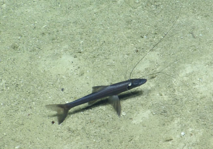 Bathypterois phenax Bathypterois phenax