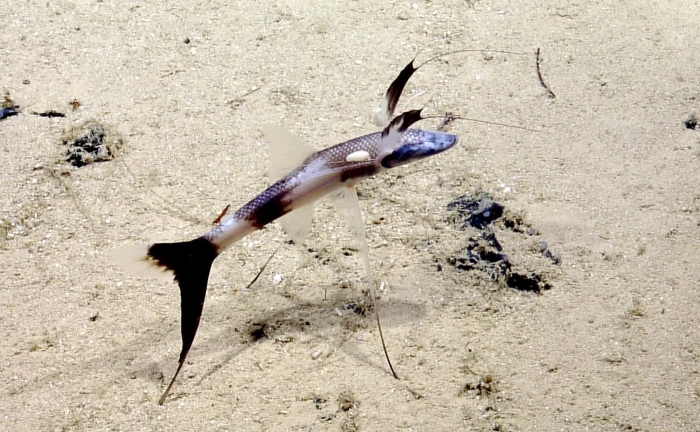 Bathypterois viridensis Bathypterois viridensis