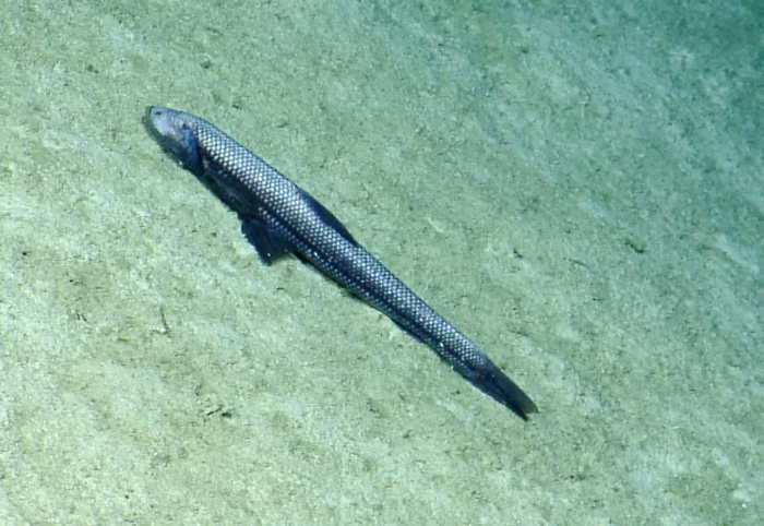 Bathytyphlops Bathytyphlops