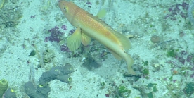 Cephalopholis fulva, 113-132 m Desecheo Ridge, Caribbean.

Photograph courtesy of Ocean Exploration Trust. Identification from photograph by A. Quattrini et al. For more information see: Quattrini AM, Demopoulos AWJ, Singer R, Roa-Veron A, Chaytor JD (2017). Demersal fish assemblages on seamounts and other rugged features in the northeastern Caribbean. Deep Sea Research Part I: Oceanographic Research Papers 123: 90-104.