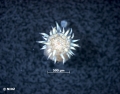 Anthozoa