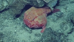 Chaunax pictus, 454-620 m Conrad Seamount, Caribbean.

Photograph courtesy of Ocean Exploration Trust. Identification from photograph by A. Quattrini et al. For more information see: Quattrini AM, Demopoulos AWJ, Singer R, Roa-Veron A, Chaytor JD (2017). Demersal fish assemblages on seamounts and other rugged features in the northeastern Caribbean. Deep Sea Research Part I: Oceanographic Research Papers 123: 90-104.