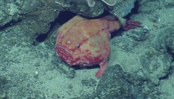Chaunax pictus, 454-620 m Conrad Seamount, Caribbean.

Photograph courtesy ofOcean Exploration Trust. Identificationfrom photograph by A. Quattrini et al. For more information see: Quattrini AM, Demopoulos AWJ, Singer R, Roa-Veron A, Chaytor JD (2017). Demersal fish assemblages on seamounts and other rugged features in the northeastern Caribbean. Deep Sea Research Part I: Oceanographic Research Papers123: 90-104.