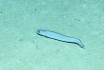Coloconger meadi, 810-951 m Conrad Seamount, Caribbean.

Photograph courtesy of Ocean Exploration Trust. Identification from photograph by A. Quattrini et al. For more information see: Quattrini AM, Demopoulos AWJ, Singer R, Roa-Veron A, Chaytor JD (2017). Demersal fish assemblages on seamounts and other rugged features in the northeastern Caribbean. Deep Sea Research Part I: Oceanographic Research Papers 123: 90-104.