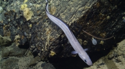 Conger esculentus, 687 m Noroit Seamount, Caribbean.

Photograph courtesy of Ocean Exploration Trust. Identification from photograph by A. Quattrini et al. For more information see: Quattrini AM, Demopoulos AWJ, Singer R, Roa-Veron A, Chaytor JD (2017). Demersal fish assemblages on seamounts and other rugged features in the northeastern Caribbean. Deep Sea Research Part I: Oceanographic Research Papers 123: 90-104.