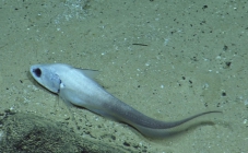 Coryphaenoides leptolepis, 2888-2987 m Mona Block, Caribbean.

Photograph courtesy of Ocean Exploration Trust. Identification from photograph by A. Quattrini et al. For more information see: Quattrini AM, Demopoulos AWJ, Singer R, Roa-Veron A, Chaytor JD (2017). Demersal fish assemblages on seamounts and other rugged features in the northeastern Caribbean. Deep Sea Research Part I: Oceanographic Research Papers 123: 90-104.