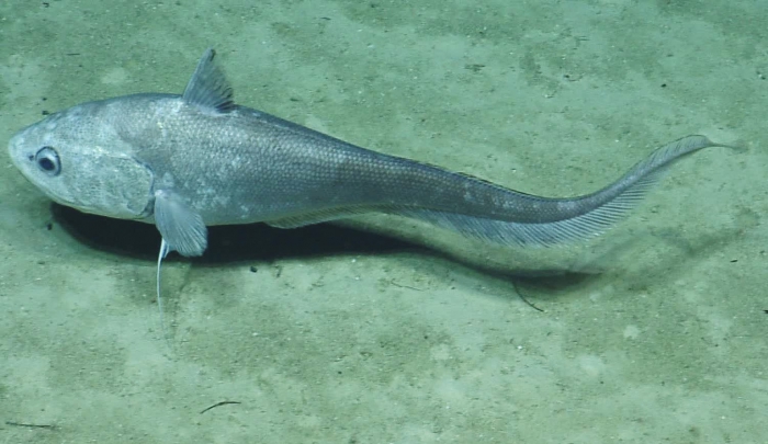 Coryphaenoides Coryphaenoides