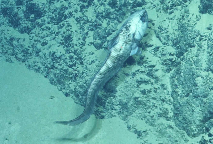 Coryphaenoides Coryphaenoides