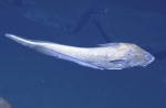 Coryphaenoides sp., 2518 m Mona Rift, Caribbean.

Photograph courtesy of Ocean Exploration Trust. Identification from photograph by A. Quattrini et al. For more information see: Quattrini AM, Demopoulos AWJ, Singer R, Roa-Veron A, Chaytor JD (2017). Demersal fish assemblages on seamounts and other rugged features in the northeastern Caribbean. Deep Sea Research Part I: Oceanographic Research Papers 123: 90-104.