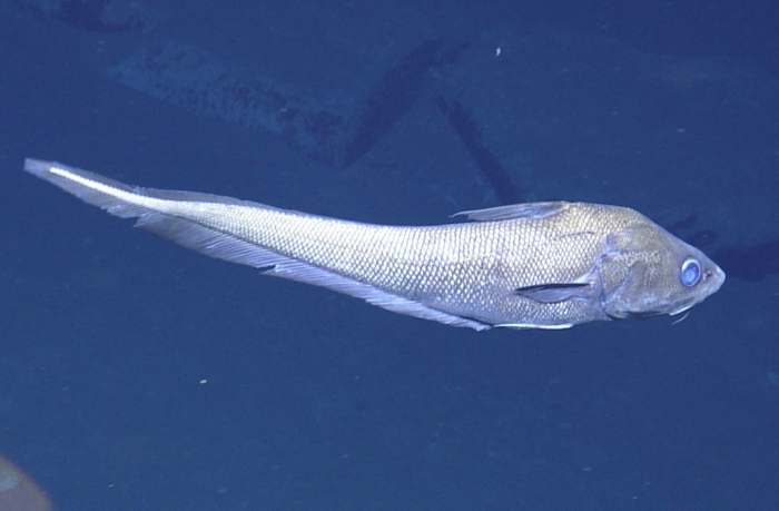 Coryphaenoides Coryphaenoides