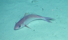 Etelis oculatus, 272-533 m Dog Seamount, Caribbean.

Photograph courtesy ofOcean Exploration Trust. Identificationfrom photograph by A. Quattrini et al. For more information see: Quattrini AM, Demopoulos AWJ, Singer R, Roa-Veron A, Chaytor JD (2017). Demersal fish assemblages on seamounts and other rugged features in the northeastern Caribbean. Deep Sea Research Part I: Oceanographic Research Papers123: 90-104.