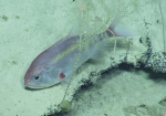Gephyroberyx darwinii, 294-586 m Dog Seamount, Caribbean.

Photograph courtesy of Ocean Exploration Trust. Identification from photograph by A. Quattrini et al. For more information see: Quattrini AM, Demopoulos AWJ, Singer R, Roa-Veron A, Chaytor JD (2017). Demersal fish assemblages on seamounts and other rugged features in the northeastern Caribbean. Deep Sea Research Part I: Oceanographic Research Papers 123: 90-104.
