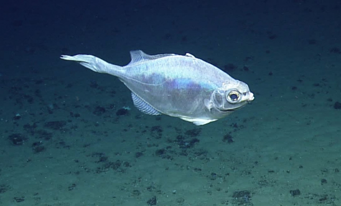 Grammicolepis brachiusculus Grammicolepis brachiusculus