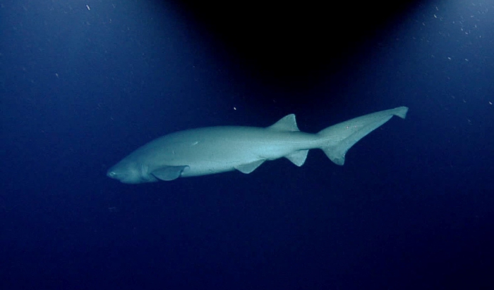 Hexanchus griseus Hexanchus griseus