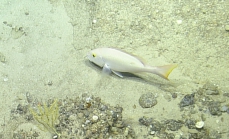 Lutjanus vivanus272-390 m Dog Seamount, Caribbean.

Photograph courtesy ofOcean Exploration Trust. Identificationfrom photograph by A. Quattrini et al. For more information see: Quattrini AM, Demopoulos AWJ, Singer R, Roa-Veron A, Chaytor JD (2017). Demersal fish assemblages on seamounts and other rugged features in the northeastern Caribbean. Deep Sea Research Part I: Oceanographic Research Papers123: 90-104.