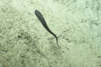 Monomitopus sp., 802-1523 m Barracuda Bank, Caribbean.

Photograph courtesy of Ocean Exploration Trust. Identification from photograph by A. Quattrini et al. For more information see: Quattrini AM, Demopoulos AWJ, Singer R, Roa-Veron A, Chaytor JD (2017). Demersal fish assemblages on seamounts and other rugged features in the northeastern Caribbean. Deep Sea Research Part I: Oceanographic Research Papers 123: 90-104.