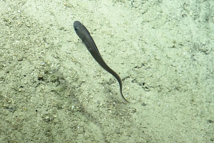 Monomitopus