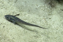 Nezumia aequalis, 625-934 m Barracuda Bank, Caribbean.

Photograph courtesy of Ocean Exploration Trust. Identification from photograph by A. Quattrini et al. For more information see: Quattrini AM, Demopoulos AWJ, Singer R, Roa-Veron A, Chaytor JD (2017). Demersal fish assemblages on seamounts and other rugged features in the northeastern Caribbean. Deep Sea Research Part I: Oceanographic Research Papers 123: 90-104.