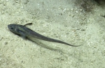 Nezumia aequalis, 625-934 m Barracuda Bank, Caribbean.

Photograph courtesy of Ocean Exploration Trust. Identification from photograph by A. Quattrini et al. For more information see: Quattrini AM, Demopoulos AWJ, Singer R, Roa-Veron A, Chaytor JD (2017). Demersal fish assemblages on seamounts and other rugged features in the northeastern Caribbean. Deep Sea Research Part I: Oceanographic Research Papers 123: 90-104.