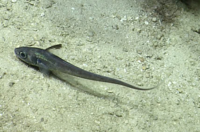 Nezumia aequalis Nezumia aequalis